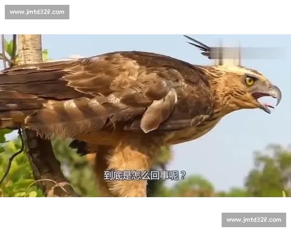 老外与老鹰空中接力送鱼,鱼:我是谁?